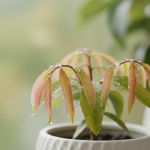 Retraités touchant moins de 2 500 € : comment le nouveau budget 2026 pourrait réduire vos impôts, sous une condition clé