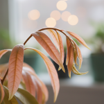 Bonne nouvelle pour les retraités : des réductions d’impôts prévues dès 2026 !