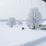 Après le dessert, plantez ces noyaux festifs et voyez une mini forêt rose éclore en un mois