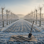 Notre recette hivernale réconfortante : lentilles mijotées aux carottes et saucisse fumée, un dîner savoureux prêt en un rien de temps