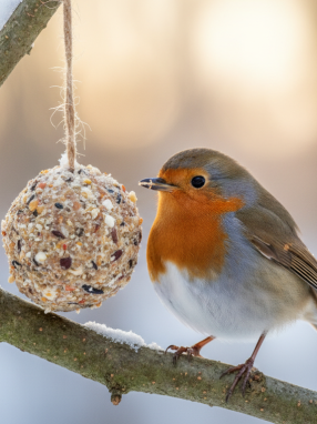 découvrez l'aliment essentiel qui protège les oiseaux durant l'hiver grâce à nos nichoirs en vedette. offrez-leur chaleur et nourriture pour passer la saison froide en toute sécurité.