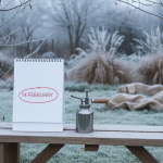 Jardiniers : découvrez cette vivace d’ombre surprenante qui éclaire l’hiver, nourrit les abeilles et freine les mauvaises herbes