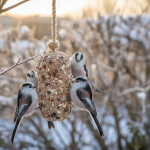 Un mystérieux fléau touche les oiseaux marins : de nombreux individus retrouvés morts ou en détresse sur la côte Atlantique