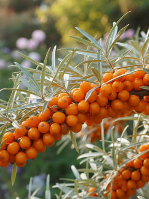 découvrez cet arbre fruitier unique offrant des récoltes abondantes et surprenantes, parfait pour les amateurs de jardinage à la recherche d'originalité et de saveurs exceptionnelles.