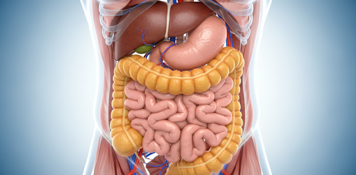 découvrez la découverte scientifique majeure qui identifie le principal coupable de la graisse viscérale et ses impacts sur la santé.