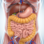 Des orites dans mon jardin : découvrez ces charmants petits oiseaux qui embellissent votre quotidien