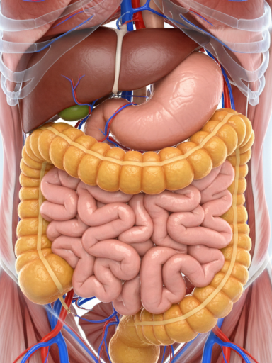 découvrez la découverte scientifique majeure qui identifie le principal coupable de la graisse viscérale et ses impacts sur la santé.