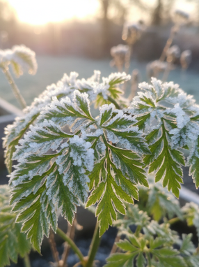 découvrez la plante résistante au froid qui éveillera vos papilles cet hiver. apprenez pourquoi la cultiver en saison froide pour des saveurs uniques et une récolte généreuse.