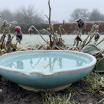 Rouges-gorges dans votre jardin : ce soir, pensez à cet aliment simple à 3 centimes que la plupart des jardiniers négligent