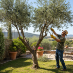 Succès à la ferme : l’Anses révèle une croissance prometteuse chez les dindes