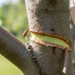 Nids de pommes de terre à l’œuf : la recette rapide et réconfortante pour les soirées d’hiver
