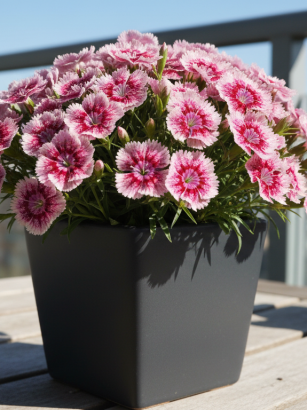 découvrez cette vivace rose délicate et facile d'entretien qui illumine bordures et pots tout l'été, transformant un jardin terne en un décor élégant et chaleureux.