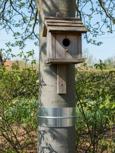 découvrez des stratégies efficaces pour protéger les nids d'oiseaux dans votre jardin contre les chats errants, assurant un environnement sûr pour la faune locale.