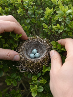 découvrez ce que la réglementation française précise sur la taille des haies après le 15 mars, pour jardiniers soucieux de respecter les normes et préserver la biodiversité.