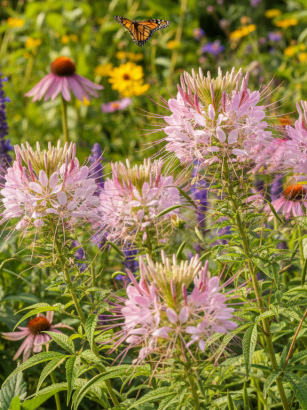 découvrez la plante annuelle star de 2026, idéale pour transformer votre jardin en un havre accueillant pour oiseaux et abeilles. plantez-la dès maintenant pour favoriser la biodiversité et embellir votre espace extérieur.