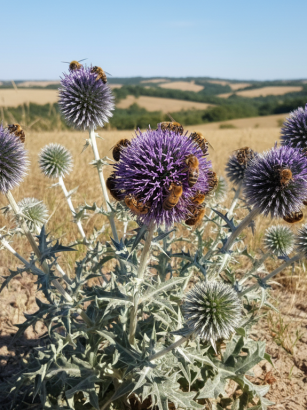 découvrez la nouvelle plante résistante à la sécheresse qui charme les abeilles et soutient les apiculteurs du loudunais dans la préservation de leurs ruches.